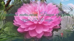 Ваши кувшинки 2020 год   кувшинка, нимфея, водные растения, waterlily, пруд