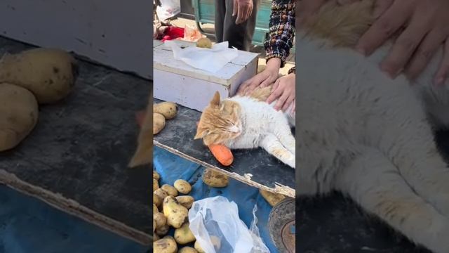 Cat Кошки Котята Коты #Shorts 1357.mp4