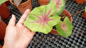 MY CALADIUM PLANTS | Caladium hunting, Mix your own caladium soil and care tips!