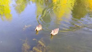 Челябинский парк. Золотая осень. Живая природа южного урала.  24.09.2021г