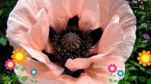 Мак восточный Koenigin Alexandra. Краткий обзор, описание характеристик, где купить рассада