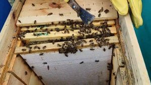 Украинский лежак. Весеннее развитие. Поилка в улье - это обязательно. Верхние летки -- ЭТО СИЛА!!!