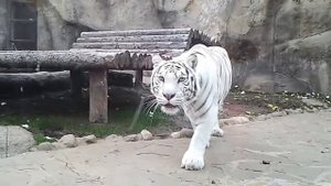 Белый тигр атакует