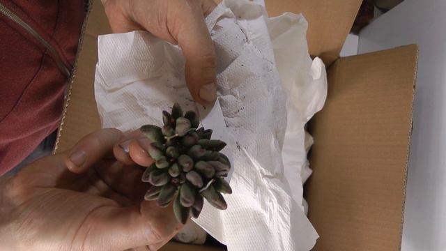 Unboxing Giromagi succulent order April 2021 смотреть онлайн