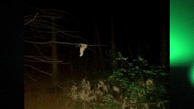 ВЫЗЫВАЕМ ДУХОВ НОЧНОГО ЛЕСА | X_Furya смотреть онлайн