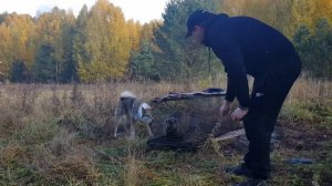 Притравка лайки по барсуку