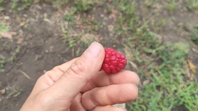 Малина Аделита Adelita Энросадира.клубника смотреть онлайн