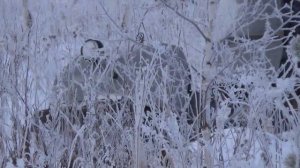 Самодельный мотобуксировщик 18,5 л.с