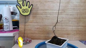 Гранат в камне завязанный узлом 7 часть. обрезка