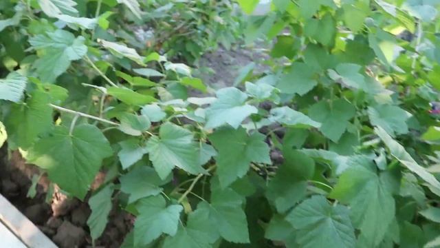 VLOG: Кирилл повредил ногу / Готовим кукурузу на костре и жарим шашлыки // Family K // 28.06.18 смотреть онлайн