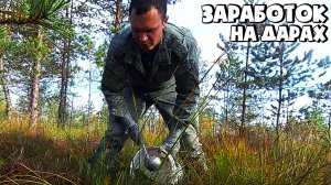 СБОР КЛЮКВЫ ЧЕРПАКОМ! ЗАРАБОТОК В ДЕРЕВНЕ НА КЛЮКВЕ!