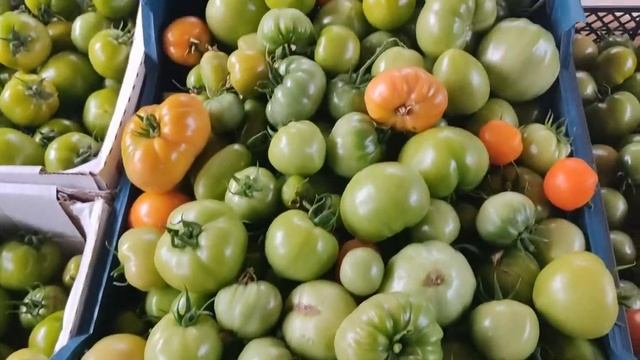 #Помидоры. Урожаем НЕ довольна. Делаю выводы... смотреть онлайн