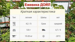 ЕЖЕВИКА ДОЙЛ - ВЫСОКОУРОЖАЙНЫЙ сорт БЕЗ ШИПОВ. ВКУСНАЯ ЯГОДА. ОПИСАНИЕ СОРТА, характеристики ОТЗЫВЫ