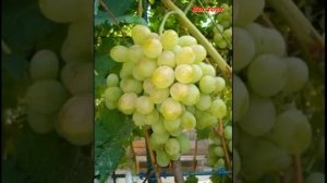 Описание и фото сорта винограда Адлер  и Винограда   Восторг