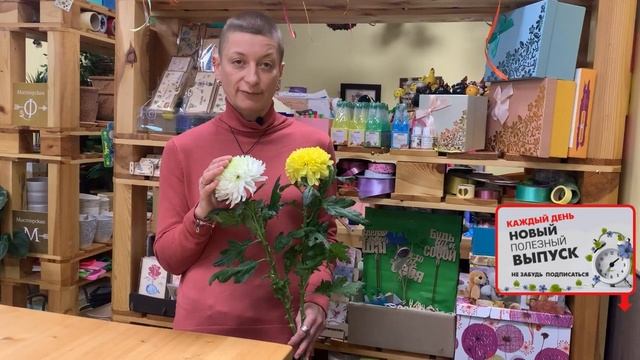 На что стоит обратить внимание, когда вы покупаете хризантему