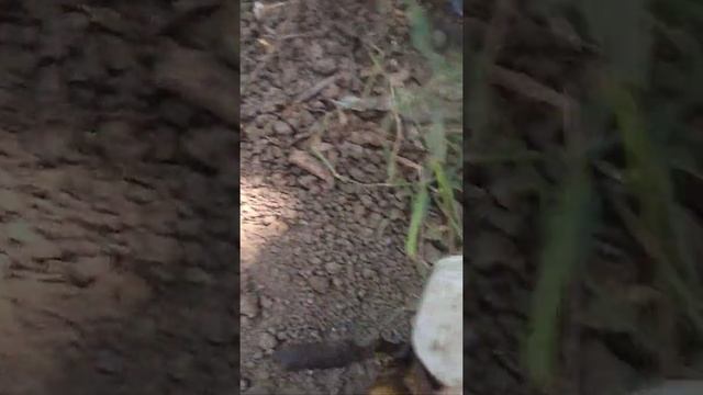 моя коллекция изоляторов смотреть онлайн