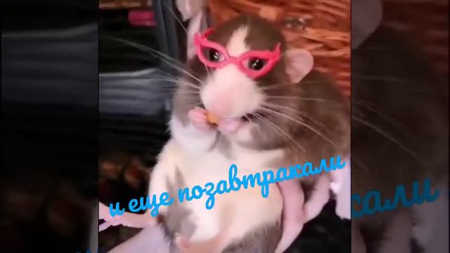 Доброго утра и хорошего настроения#доброеутрооткрытка#хорошеенастроение#животные#bomdia