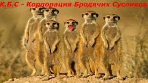 Задние пружины Тигуан 2 литра дизель 2010 год