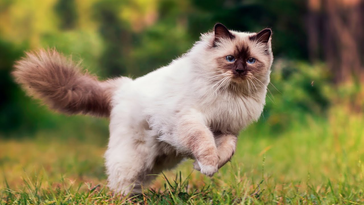 Кошка пушистая