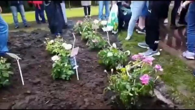 Аллея роз в Одинцовском парке культуры, спорта и отдыха смотреть онлайн