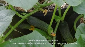 СУПЕР ПОДКОРМКА ОГУРЦОВ И ПОМИДОР!