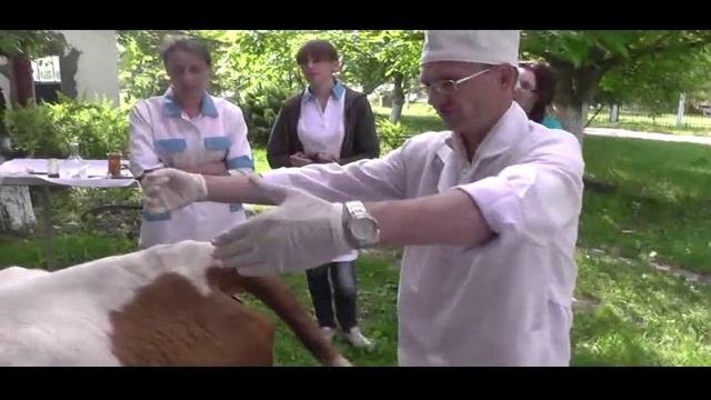 Эпидуральная анестезия у коровы. p.I. Docent A.D. Stepanov, ПДАТУ