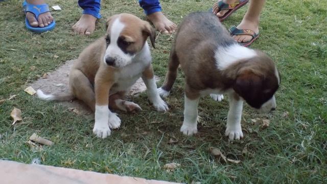 Animal photography|Nikon Coolpix L340| смотреть онлайн