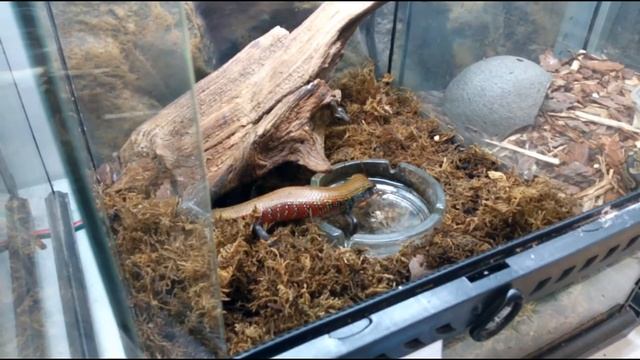 Кормление огненных сцинков смотреть онлайн