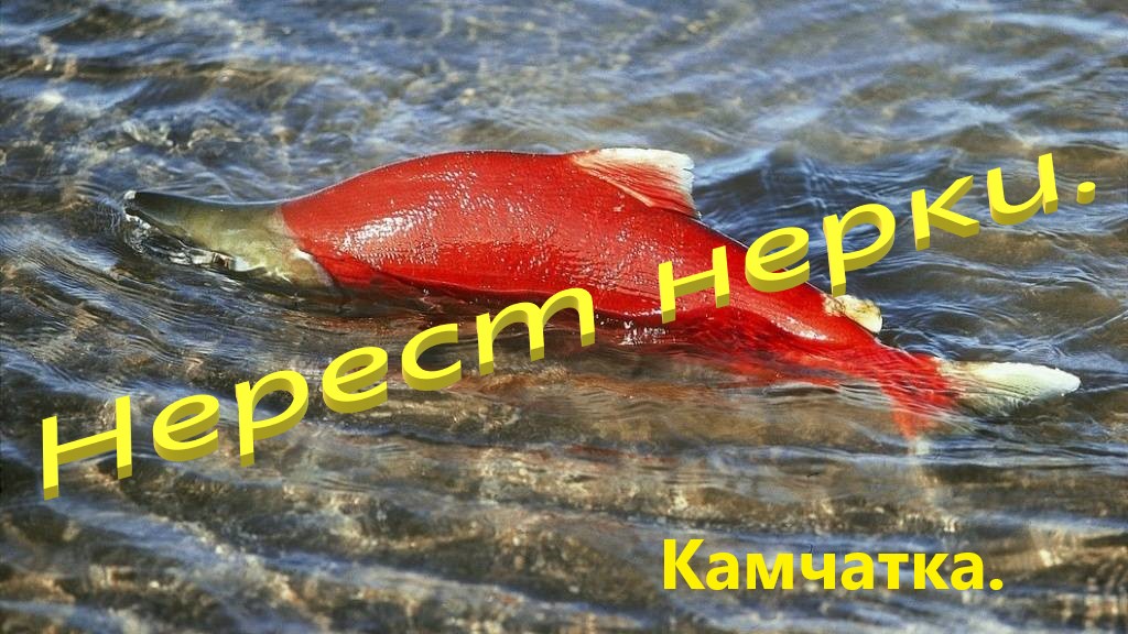 Нерест лососёвых в реках Камчатки Подводная съёмка.Нерки.