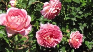 Джубили Селебрейшн, и Голден Селебрейшн. Английские розы.