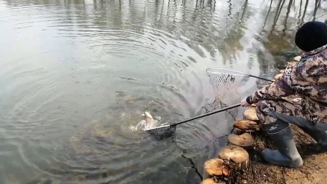 Мисайлово Trout. Хороший день. Хороший клёв форели