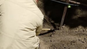 Пересадка взрослых кустов винограда.