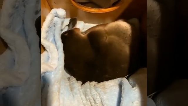 Золотой утконос, самое загадочное животное на планете смотреть онлайн