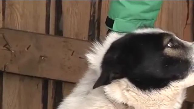 Собаки съели человека | Голова соседа в зубах собаки | Свидетельства очевидцев смотреть онлайн