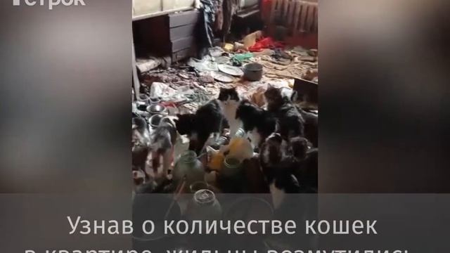В Нижнем Тагиле пенсионерка развела в квартире 30 кошек смотреть онлайн