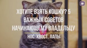 5 важных советов начинающему владельцу кошки