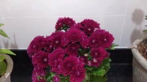 Planta Celosia