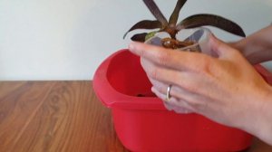 Welcoming / repotting Paphiopedilum delenatii orchid