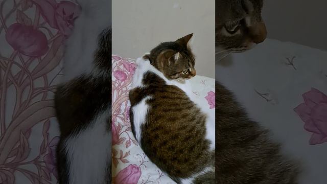 Кот Пиратик учится ходить на 3х лапах!