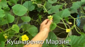Сад и Огород, Дача - Как различить мужские и женские цветы на дынях 2017