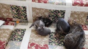ЧТО БУДЕТ,ЕСЛИ скрестить домашнюю кошку с персидским котом