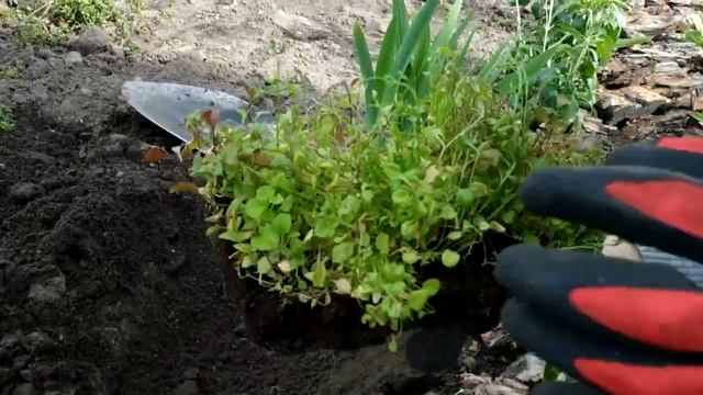КАК ВЫРАСТИТЬ ПЫШНУЮ ЛОБЕЛИЮ . СУПЕР СПОСОБ .