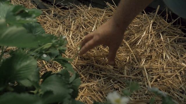Как в Краснодарском крае выращивают клубнику для ВкусВилла?