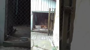 Нападения воробьев стаей