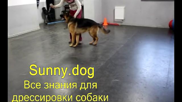 немецкая овчарка  или ротвейлер   кого выбрать? немецкая овчарка или ротвейлер правильный выбор