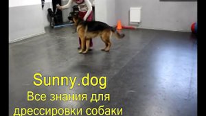 немецкая овчарка  или ротвейлер   кого выбрать? немецкая овчарка или ротвейлер правильный выбор