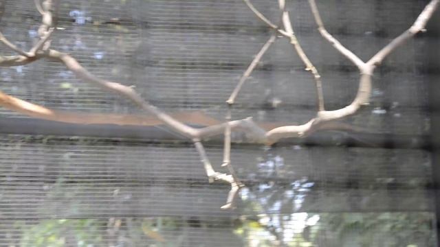 Шри-Ланка. Зоопарк. Птицы. смотреть онлайн