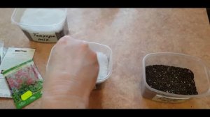 ГЕЙХЕРЫ ИЗ СЕМЯН. КАК И КОГДА СЕЯТЬ.