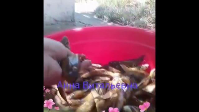 Летняя рыбалка смотреть онлайн