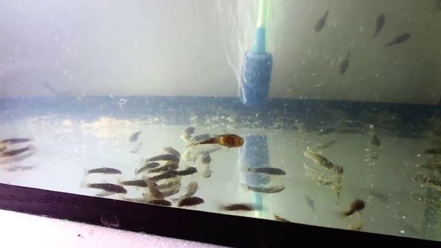 Как кормить Мальков сомика Анциструсов (сом присоска), замена воды смотреть онлайн